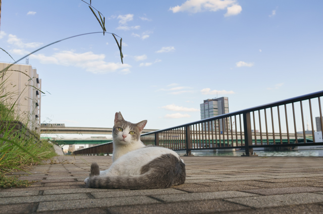 地域ねこ